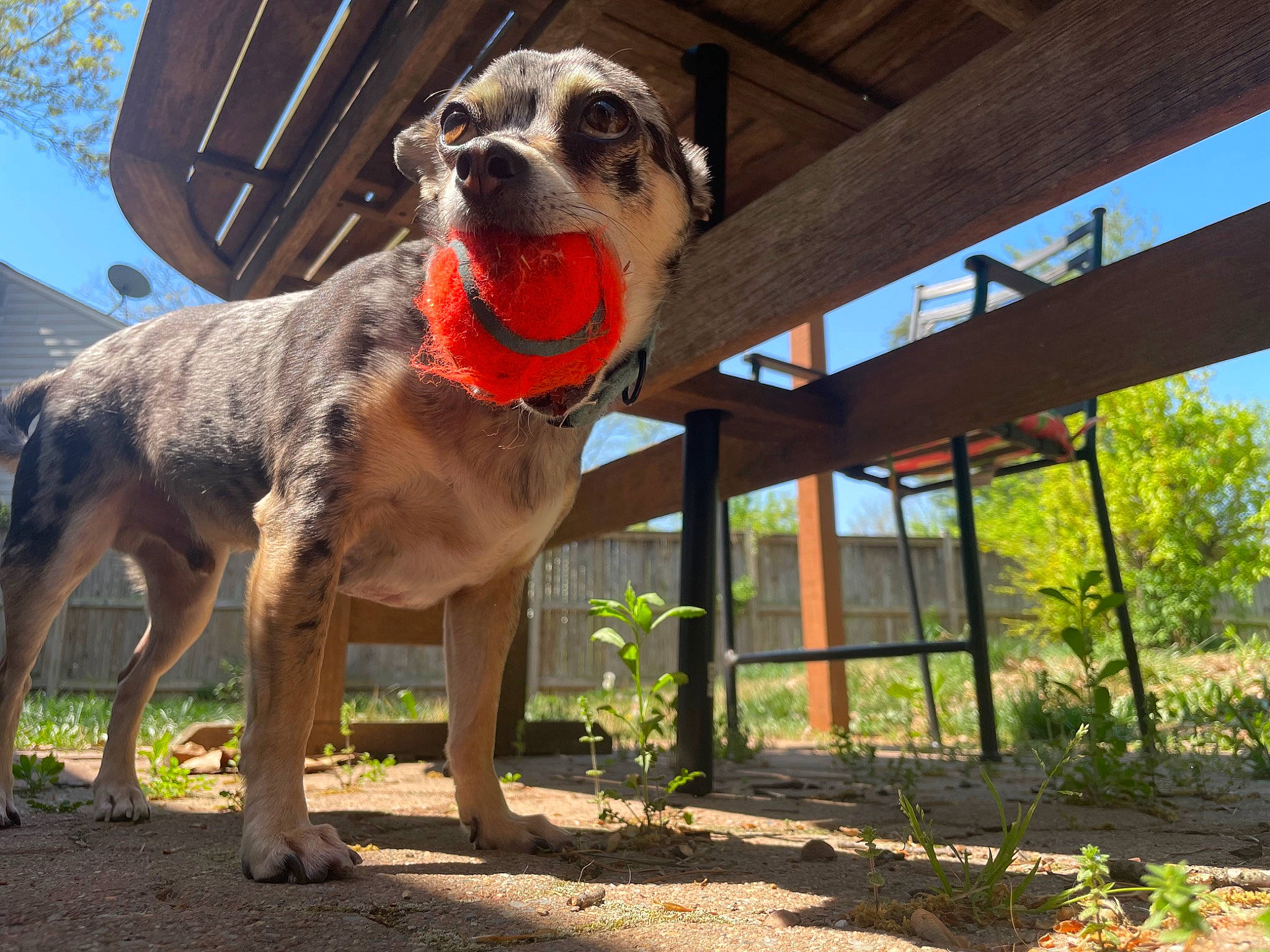 Mars is registered to the contest to win money with this photo: canidae, carnivore, collar, companion_dog, dog, dog_breed, dog_collar, dog_supply, fawn, guard_dog, leash, pet_supply, plant, sky, snout, sporting_group, tail, tree, working_animal, working_dog