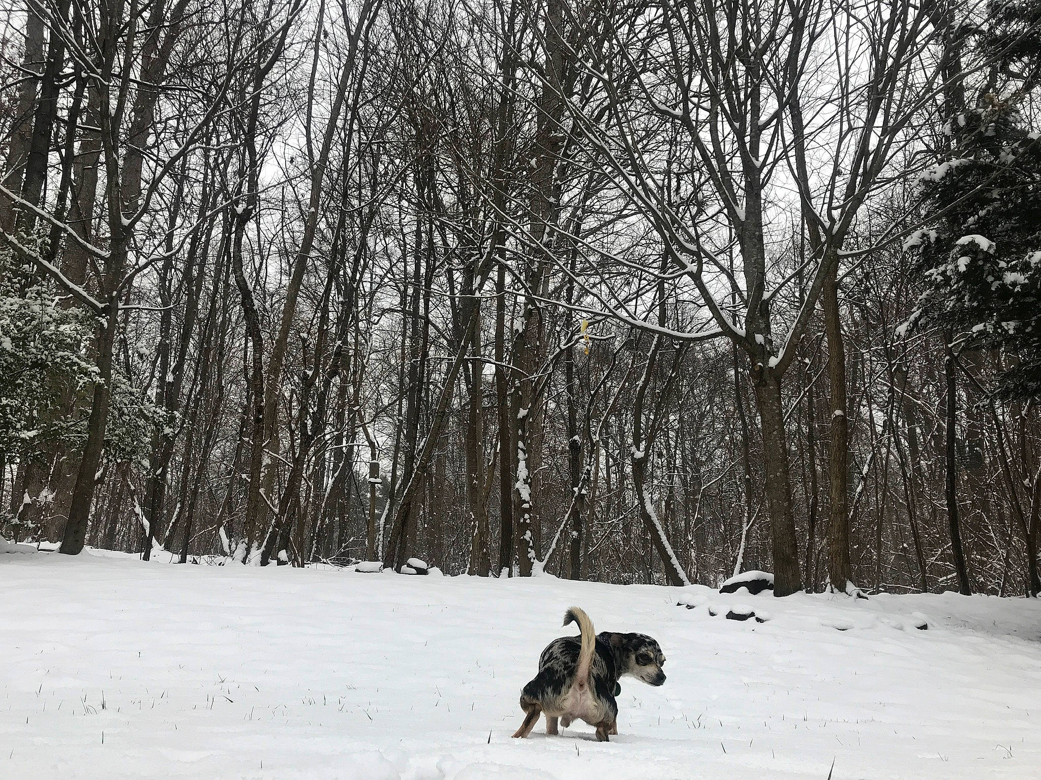 Mars is registered to the contest to win money with this photo: branch, carnivore, dog, dog_breed, forest, freezing, frost, landscape, natural_landscape, plant, precipitation, recreation, snow, tree, trunk, twig, wildlife, winter, wood, woodland