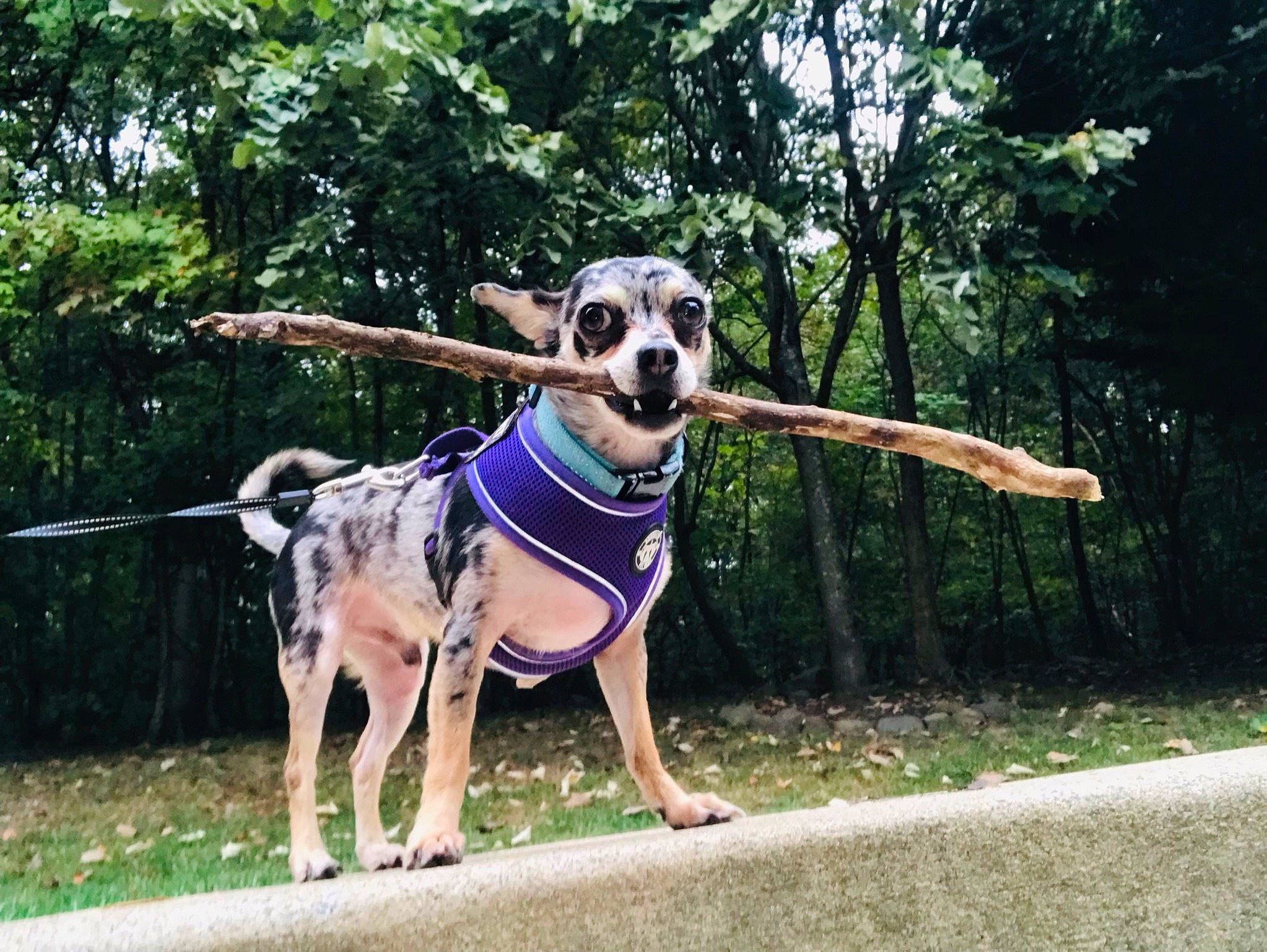 Mars joined the competition — help win amazing prizes! carnivore, collar, companion_dog, dog, dog_breed, dog_collar, dog_supply, electric_blue, fashion_accessory, grass, hula_hoop, leash, leisure, plant, sports_toy, sunglasses, terrestrial_animal, toy, tree, working_animal