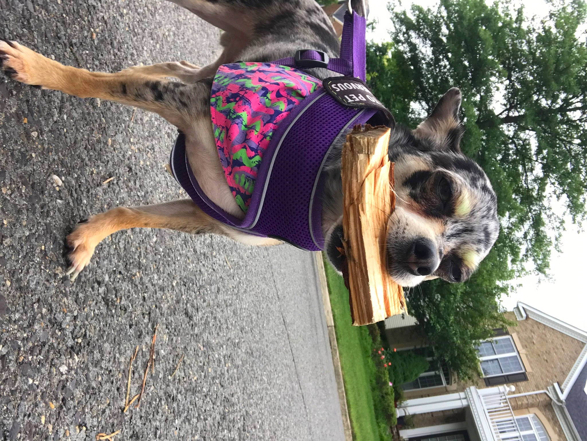 Mars is registered to the contest to win money with this photo: carnivore, collar, companion_dog, dog, dog_breed, dog_collar, dog_supply, door, fawn, fur, grass, leash, pet_supply, plant, sky, terrestrial_animal, tree, wildlife, window, working_animal