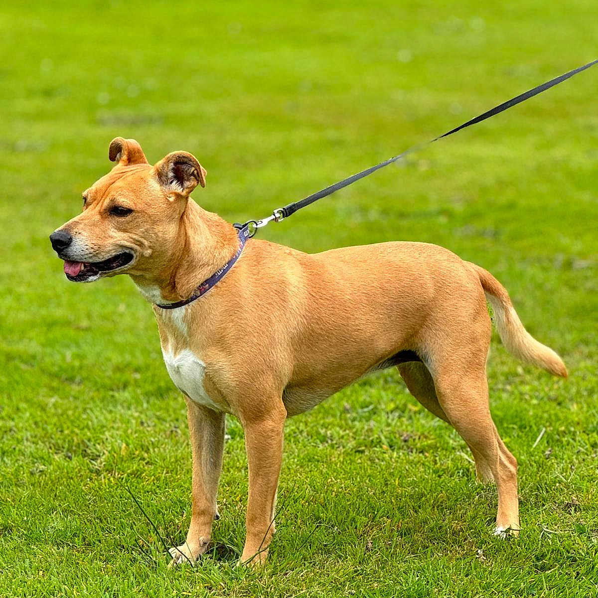 Olia a rejoint le concours — aidez-le/la à gagner de superbes lots ! accessories, animal, boxer, bulldog, canine, dog, grass, hound, lawn, leash, outdoors, person, pet, pitbull, plant, policedog, puppy, strap, terrier, walkingdog