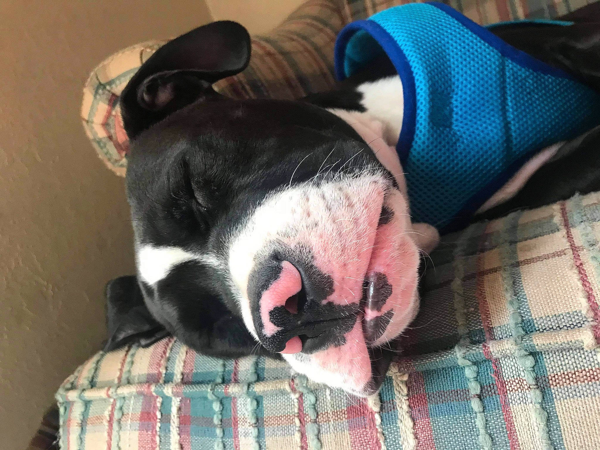 Champ joined the competition — help win amazing prizes! canidae, carnivore, comfort, companion_dog, dog, dog_breed, linens, neck, non_sporting_group, pattern, pet_supply, plaid, snout, tartan, terrestrial_animal, textile, tongue, vertebrate, whiskers, working_animal