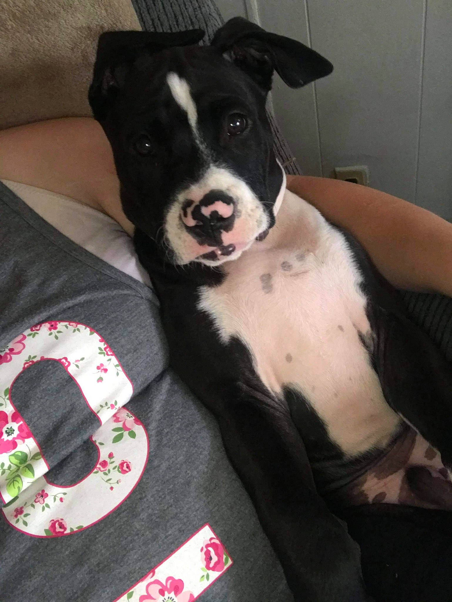 Champ joined the competition — help win amazing prizes! canidae, carnivore, companion_dog, costume_accessory, dog, dog_breed, fur, neck, organ, pet_supply, snout, sporting_group, whiskers, working_animal, working_dog