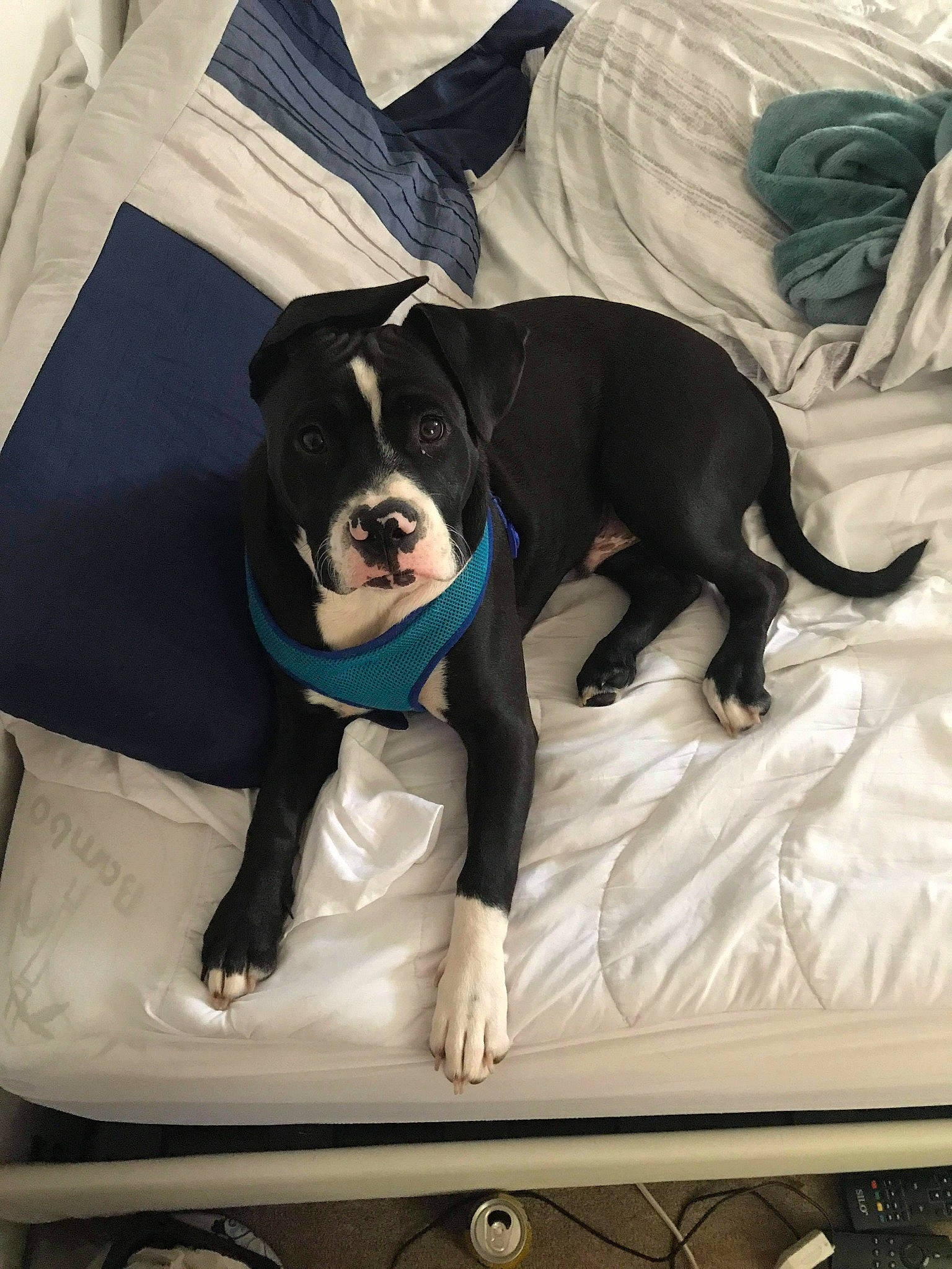 Champ is registered to the contest to win money with this photo: bedding, canidae, carnivore, collar, comfort, companion_dog, dog, dog_breed, dog_supply, home_accessories, linens, non_sporting_group, pet_supply, pillow, sporting_group, working_animal, working_dog