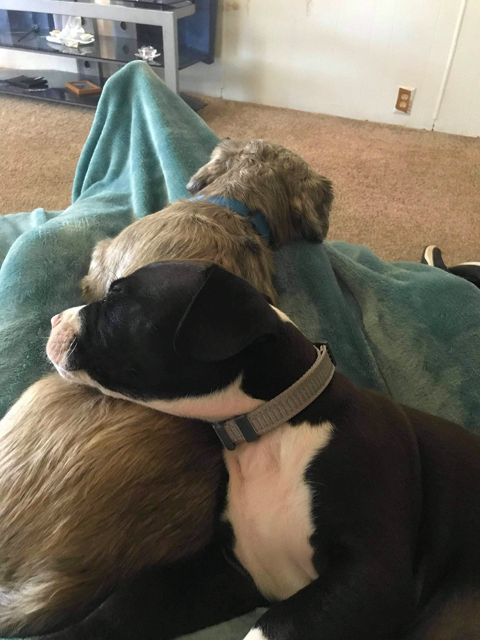 Champ is registered to the contest to win money with this photo: canidae, carnivore, collar, companion_dog, dog, dog_breed, dog_collar, dog_supply, fawn, liver, mammal, non_sporting_group, pet_supply, snout, sporting_group, strap, working_animal, working_dog