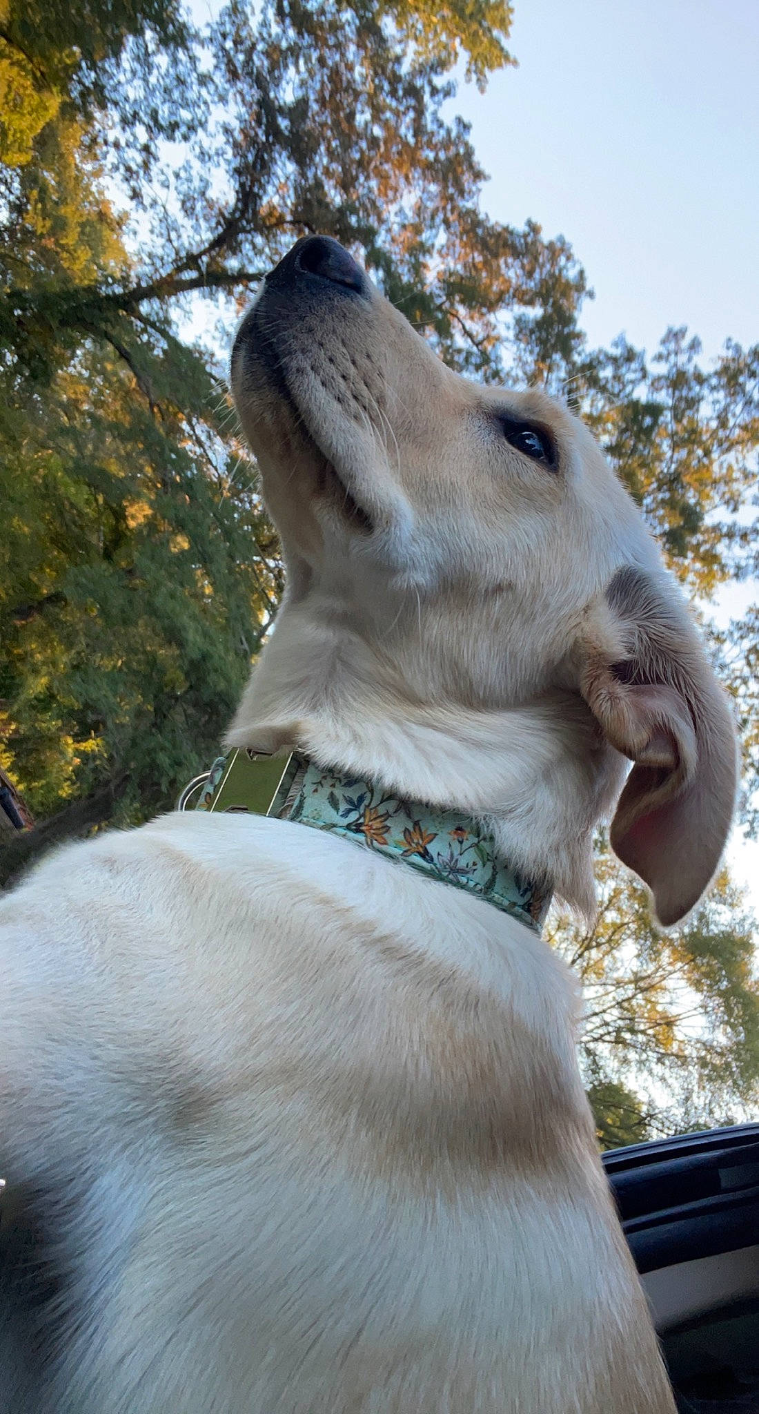 Daisy Mae is registered to the contest to win money with this photo: canidae, carnivore, collar, companion_dog, dog, dog_breed, dog_collar, fawn, leash, pet_supply, plant, rampur_greyhound, sighthound, sky, sporting_group, tail, terrestrial_animal, tree, whiskers, working_animal
