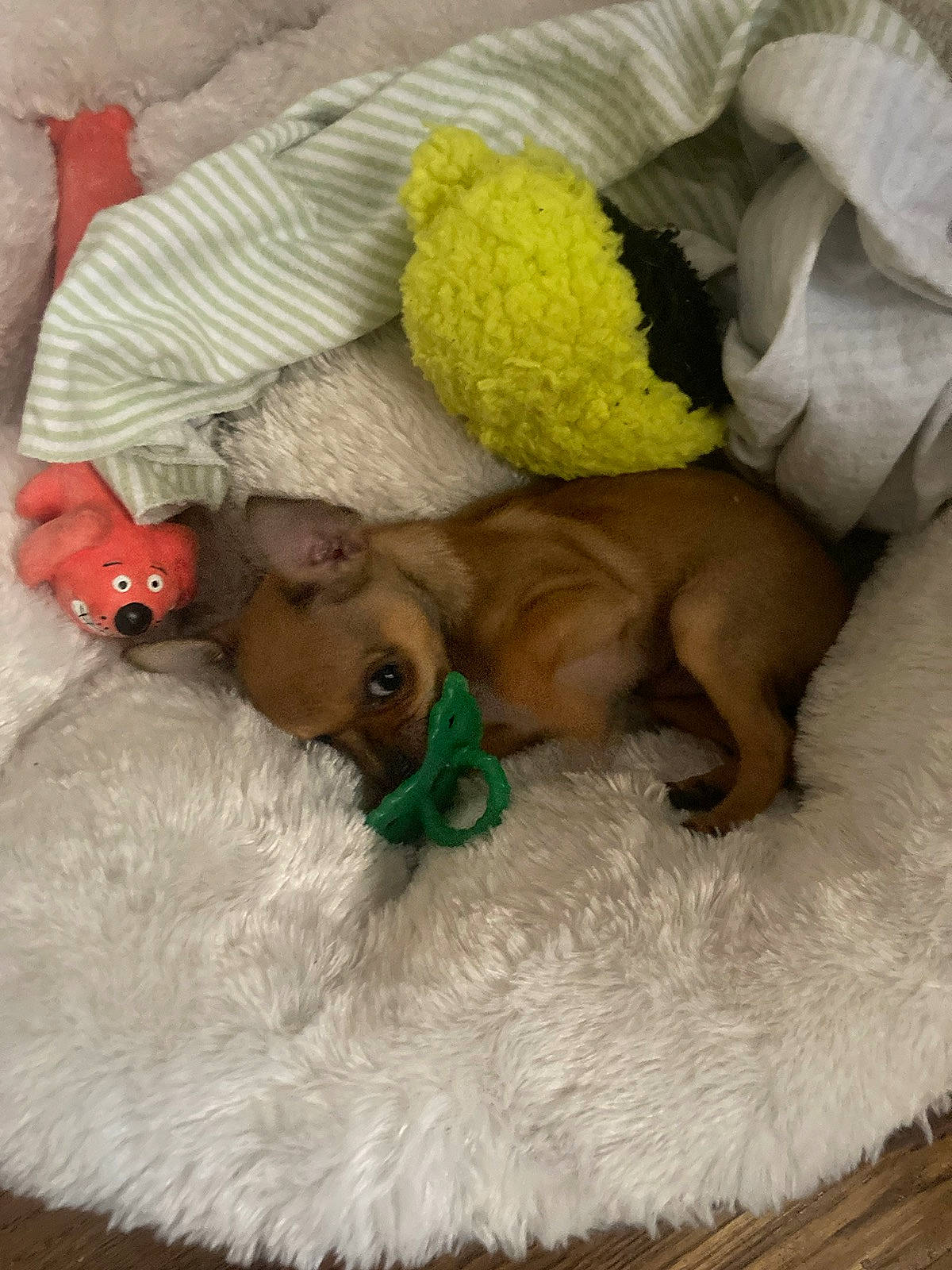Ripley is registered to the contest to win money with this photo: bed, canidae, carnivore, comfort, companion_dog, dog, dog_breed, dog_supply, fawn, fur, linens, liver, paw, plush, sporting_group, stuffed_toy, toy, toy_dog, watch, working_animal
