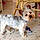 Idefix