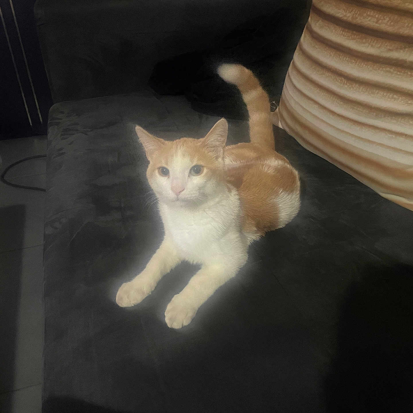 Chacha