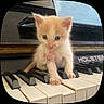 Chacha participe au concours pour gagner de l'argent avec cette photo : kitten, cat, orange_cat, fluffy, animal, pet, piano, keyboard, musical_instrument, portrait, close_up, sitting, front_view, cute, adorable, whiskers, ears, paws, indoor, music