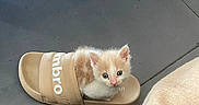Chacha a rejoint le concours — aidez-le/la à gagner de superbes lots ! kitten, cat, animal, fluffy, cream_colored, white, blue_eyes, sandal, shoe, footwear, cute, sitting, indoor, tile_floor, home, close_up, pet, small, adorable, funny