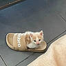 kitten, cat, animal, fluffy, cream_colored, white, blue_eyes, sandal, shoe, footwear, cute, sitting, indoor, tile_floor, home, close_up, pet, small, adorable, funny