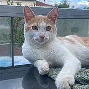Chacha participe au concours pour gagner de l'argent avec cette photo : cat, feline, pet, animal, cream_and_white, whiskers, ears, eyes, nose, paws, fur, lying_down, relaxed, portrait, close_up, rooftop, balcony, outdoor, sky, reflection