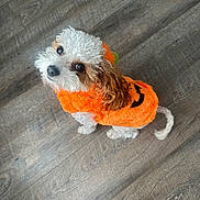Scottie is registered to the contest to win money with this photo: dog, costume, orange, pumpkin, pet, cute, fluffy, indoor, floor, looking_up, small_dog, curly_fur, festive, holiday, animal, companion, adorable, pet_clothing, white_and_brown, domestic