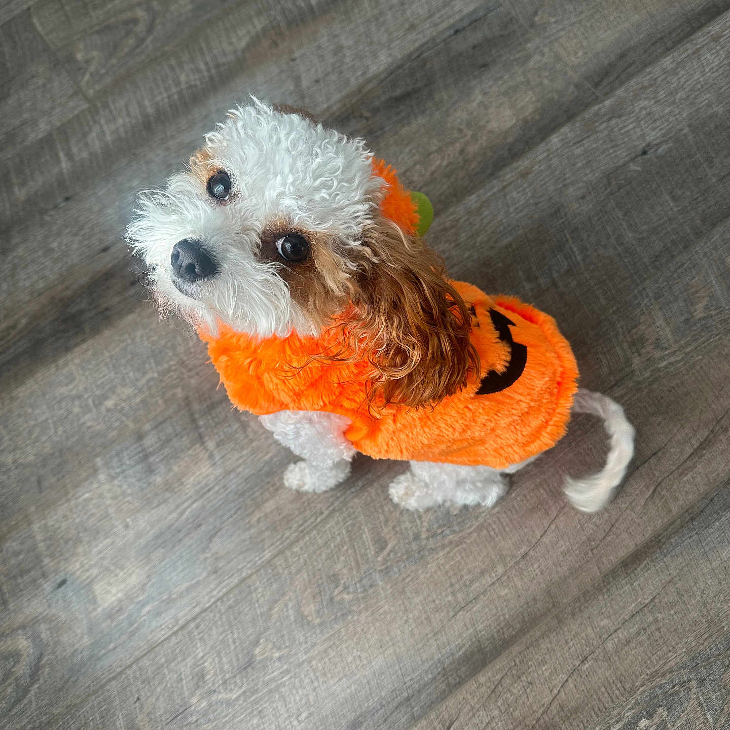 Scottie is registered to the contest to win money with this photo: adorable, animal, companion, costume, curly_fur, cute, dog, domestic, festive, floor, fluffy, holiday, indoor, looking_up, orange, pet, pet_clothing, pumpkin, small_dog, white_and_brown