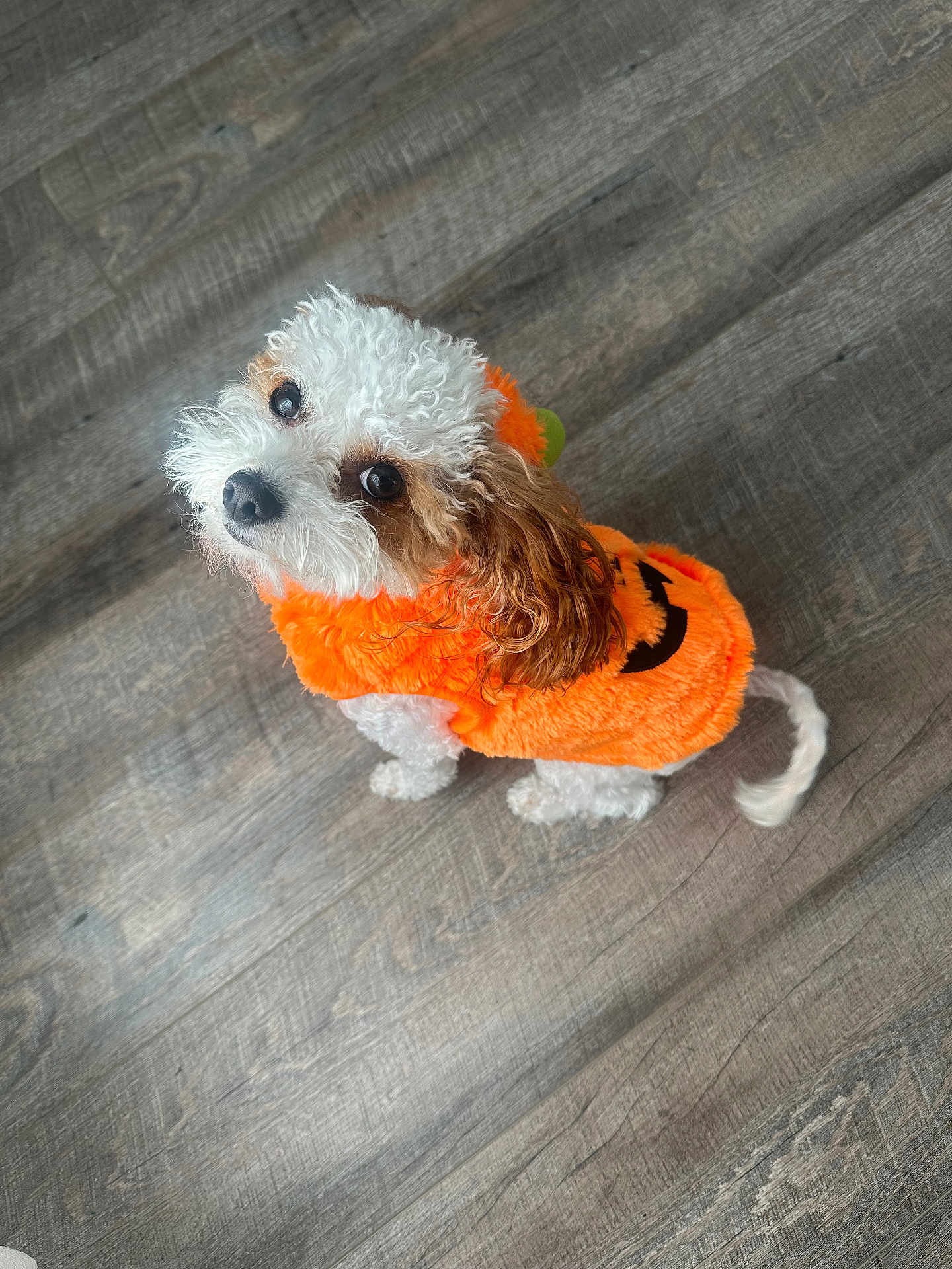 Scottie is registered to the contest to win money with this photo: dog, costume, orange, pumpkin, pet, cute, fluffy, indoor, floor, looking_up, small_dog, curly_fur, festive, holiday, animal, companion, adorable, pet_clothing, white_and_brown, domestic