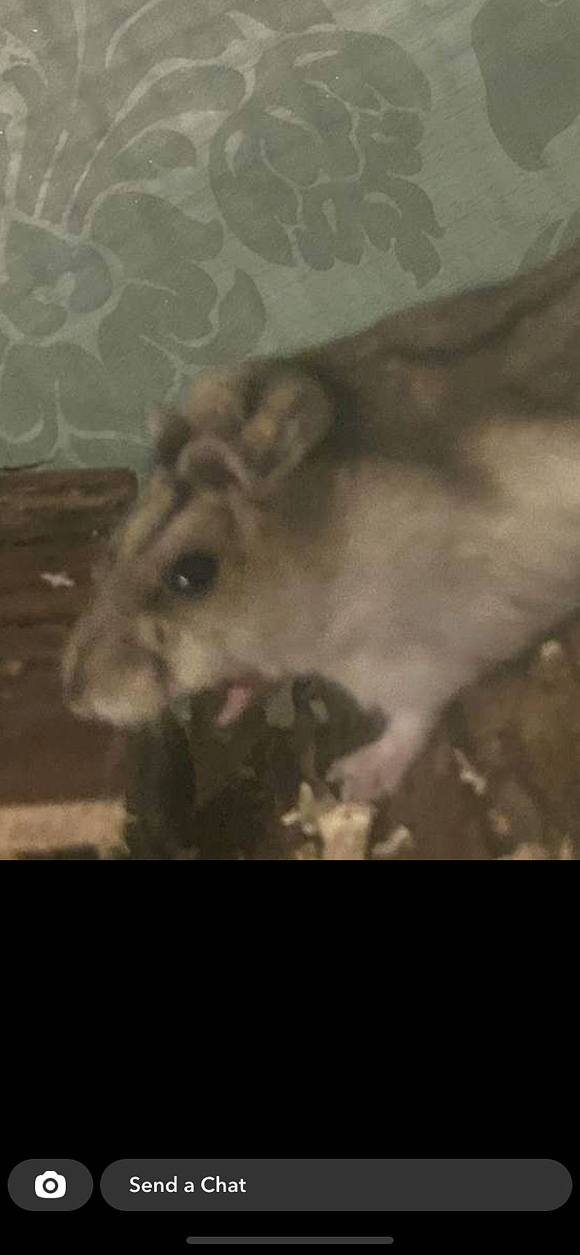 Dexter Mouse joined the competition — help win amazing prizes! atmospheric_phenomenon, canidae, cloud, fawn, grass, hare, livestock, marsupial, nature, organism, rabbit, rabbits_and_hares, rodent, sky, tail, terrestrial_animal, vertebrate, whiskers, wood, working_animal