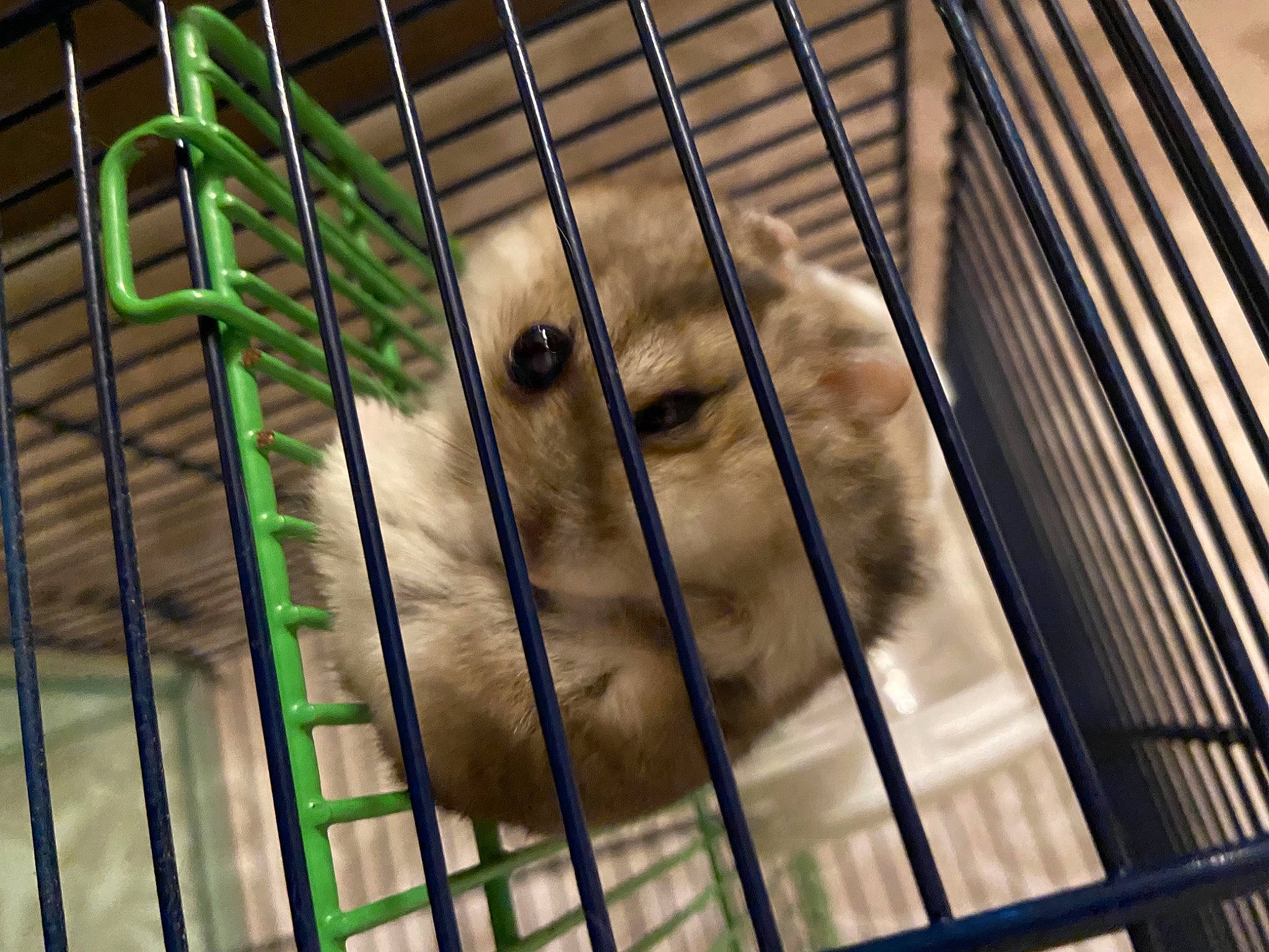 Dexter Mouse joined the competition — help win amazing prizes! animal_shelter, cage, felidae, fence, fur, mammal, mesh, metal, net, pet_supply, recreation, rodent, service, skyscraper, snout, terrestrial_animal, vertebrate, whiskers, wildlife, wood