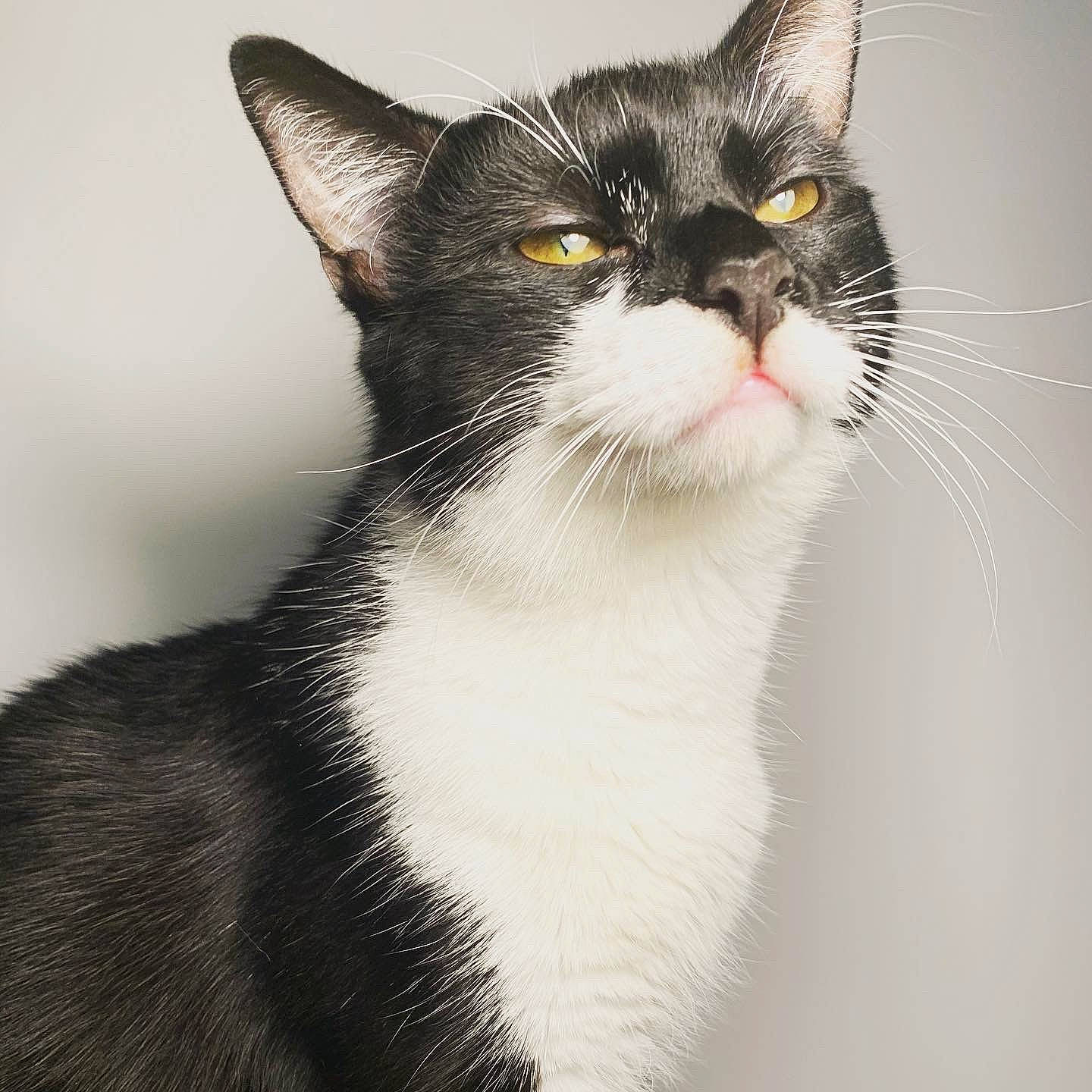 Karl joined the competition — help win amazing prizes! carnivore, cat, domestic_short_haired_cat, felidae, fur, iris, monochrome_photography, paw, small_to_medium_sized_cats, snout, tail, terrestrial_animal, whiskers, window