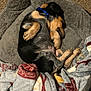 puppy, dog, sleeping, bed, blanket, cozy, fur, paw, collar, resting, cute, pet, animal, indoor, comfort, fur_pattern, snuggled, relaxed, soft, napping