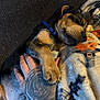 Gunther joined the competition — help win amazing prizes! dog, sleeping, hand, tattoo, blanket, cozy, pet, fur, paw, resting, indoor, comfort, animal, closeup, relaxation, couch, snuggle, warm, cute, companion