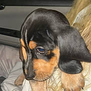 Gunther is registered to the contest to win money with this photo: puppy, dog, close_up, black_fur, tan_fur, paw, floppy_ears, resting, sleepy, person, arm, indoor, cute, pet, animal, young, cozy, fur, nail, face