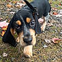 Gunther is registered to the contest to win money with this photo: puppy, dog, leash, outdoor, autumn, leaves, grass, ground, woodpile, nature, pet, young_dog, black_and_tan, curious, playful, canine, animal, walking, closeup, motion_blur