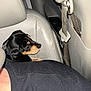 puppy, dog, car_interior, seat, seatbelt, black_shirt, pet, animal, side_view, leather_seat, small_dog, young_dog, indoor, transportation, passenger, resting, cute, companion, travel, canine