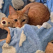 Tiggy joined the competition — help win amazing prizes! animal, blanket, blue_blanket, cat, close_up, cloud_pattern, cozy, cute, domestic_cat, fur, furry, indoors, orange_cat, pet, resting, sleepy, snuggling, soft_texture, stuffed_toy, teddy_bear