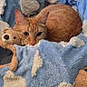 cat, orange_cat, blanket, blue_blanket, cloud_pattern, stuffed_toy, teddy_bear, cozy, snuggling, sleepy, furry, pet, animal, cute, domestic_cat, fur, resting, indoors, close_up, soft_texture