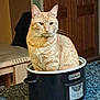 Tiggy is registered to the contest to win money with this photo: cat, orange_tabby, crockpot, kitchen, counter, indoor, pet, feline, domestic_cat, curious, sitting, appliance, table, wooden_cabinet, fur, whiskers, calm, household, domestic, animal