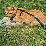 Tiggy is registered to the contest to win money with this photo: animal, cat, closeup, concrete_slab, curious, daylight, fur, grass, greenery, harness, leash, mammal, nature, orange_tabby, outdoor, painted_rocks, pet, relaxing, resting, sunlight