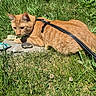 animal, cat, closeup, concrete_slab, curious, daylight, fur, grass, greenery, harness, leash, mammal, nature, orange_tabby, outdoor, painted_rocks, pet, relaxing, resting, sunlight