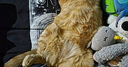 Tiggy is registered to the contest to win money with this photo: animal, bedspread, cat, comfort, cozy, cute, feline, fur, ginger_cat, indoor, monster_toy, pet, plush_toys, relaxed, resting, sleeping, soft_toys, sunlight, toy_collection, unicorn