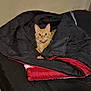 Tiggy is registered to the contest to win money with this photo: cat, orange_tabby, blanket, bed, indoor, cozy, pet, fur, animal, resting, looking_at_camera, curious, whiskers, ears, comfort, domestic, feline, cute, warm, relaxed