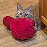 Tiggy joined the competition — help win amazing prizes! animal, cabinet, cat, curious, cute, domestic_cat, ears, feline, flooring, hiding, household, indoor, looking, orange_tabby, peeking, pet, playful, red_cap, whiskers, wooden_floor