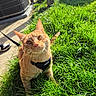 cat, ginger_cat, grass, leash, harness, outdoor, sunlight, fence, curious, pet, animal, greenery, whiskers, sidewalk, garden, daylight, closeup, nature, domestic_cat, eyes