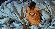 Tiggy is registered to the contest to win money with this photo: bed, blanket, cat, cat_house, cat_tree, comfort, cozy, curious, domestic_animal, ears, eyes, feline, fur, indoor, orange_tabby, pet, resting, sheet, sleep_area, whiskers