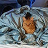 cat, orange_tabby, bed, blanket, sheet, cozy, indoor, feline, pet, curious, resting, cat_tree, cat_house, fur, whiskers, ears, eyes, comfort, domestic_animal, sleep_area