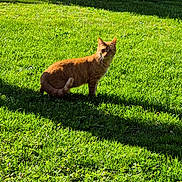 Tiggy is registered to the contest to win money with this photo: cat, ginger_cat, grass, outdoor, sunlight, shadow, greenery, animal, pet, feline, nature, lawn, daylight, alert, looking, ears, tail, garden, background, curious