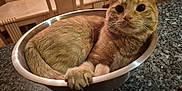 Tiggy joined the competition — help win amazing prizes! cat, orange_tabby, bowl, metal, granite_countertop, indoor, furniture, dining_table, chair, pet, cute, curled_up, paw, whiskers, fur, animal, cozy, relaxed, domestic_cat, tabletop