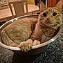 cat, orange_tabby, bowl, metal, granite_countertop, indoor, furniture, dining_table, chair, pet, cute, curled_up, paw, whiskers, fur, animal, cozy, relaxed, domestic_cat, tabletop