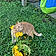 Tiggy