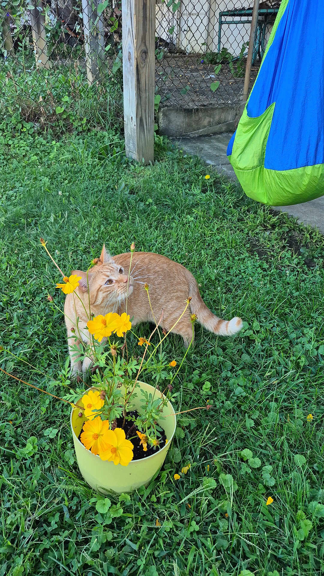 Tiggy