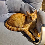 Tiger is registered to the contest to win money with this photo: abyssinian, animal, architecture, armchair, building, cat, chair, couch, cushion, furniture, hardwood, homedecor, indoors, kitten, livingroom, manx, pet, room, wood