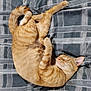 Tiger is registered to the contest to win money with this photo: abyssinian, animal, bed, blanket, cat, couch, cushion, furniture, hardwood, homedecor, kitten, linen, manx, person, pet, plywood, quilt, siamese, sleeping, wood