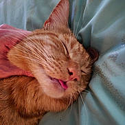 Tiger is registered to the contest to win money with this photo: animal, bed_sheet, cat, close_up, cozy, cute, domestic_cat, ear, face, fur, hand, indoor, orange_tabby, pet, relaxed, resting, sleeping, soft, tongue_out, whiskers