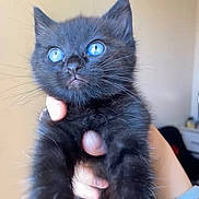 Mowgli a rejoint le concours — aidez-le/la à gagner de superbes lots ! cat, kitten, black_cat, blue_eyes, pet, animal, feline, hand, indoor, closeup, cute, fur, whiskers, young, mammal, portrait, looking_up, domestic_animal, soft_light, holding