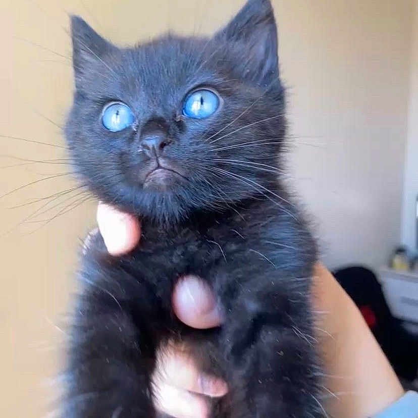 Mowgli