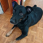 Roméo participe au concours pour gagner de l'argent avec cette photo : animal, animal_portrait, black_dog, canine, companion, cute, dog, domestic_animal, ears_up, flooring, fur, house, indoor, looking_up, parquet_floor, paws, pet, relaxed, tan_paws, wooden_floor